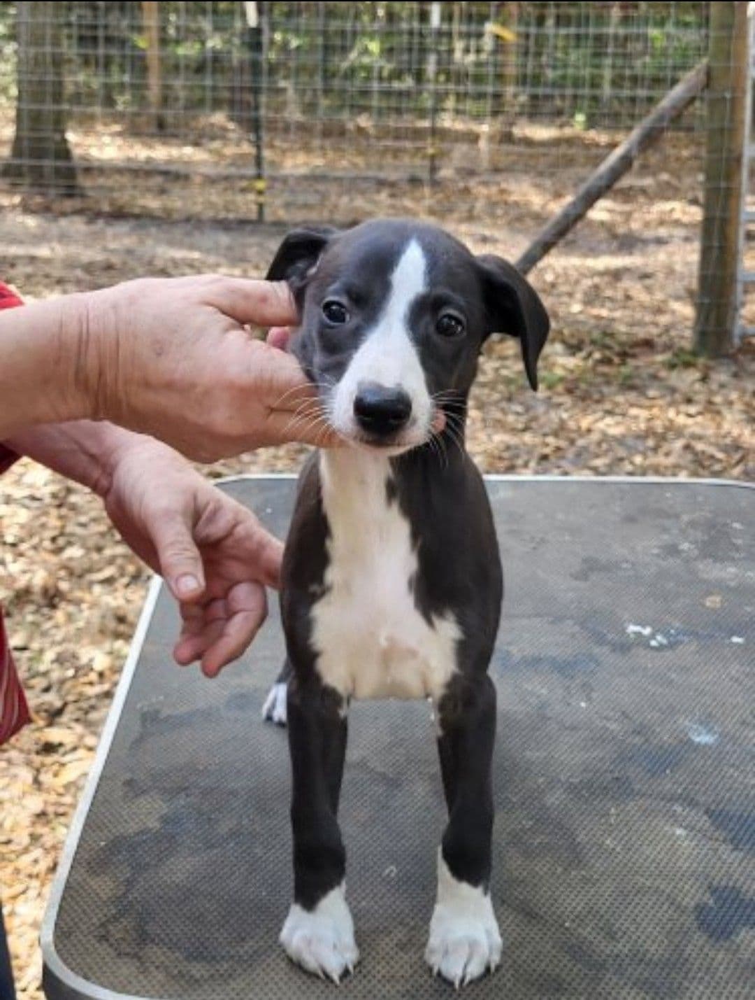Italian Greyhound Puppies breeder image 7
