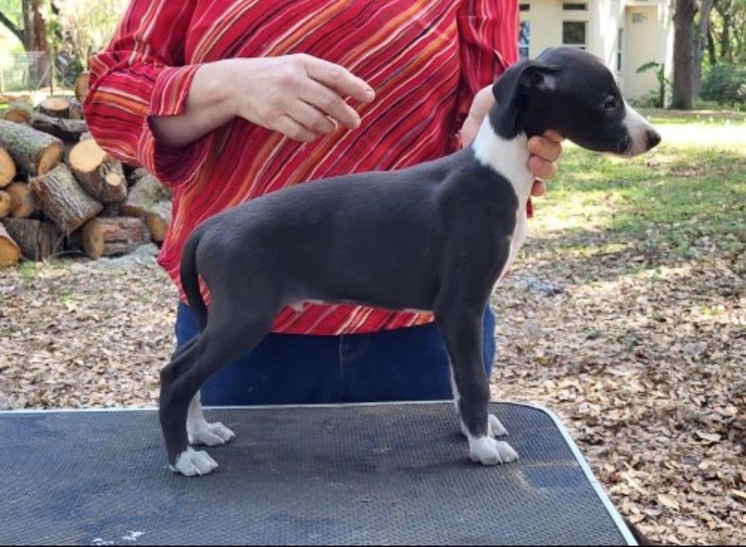 Italian Greyhound Puppies breeder image 8