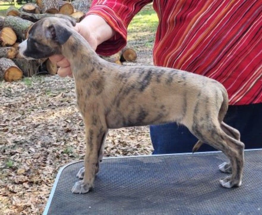 Italian Greyhound Puppies breeder image 9