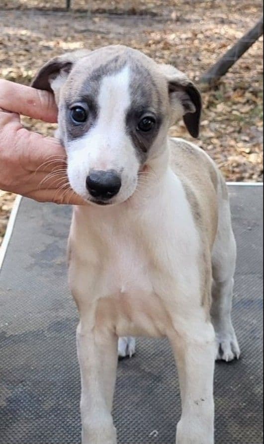 Italian Greyhound Puppies breeder image 10