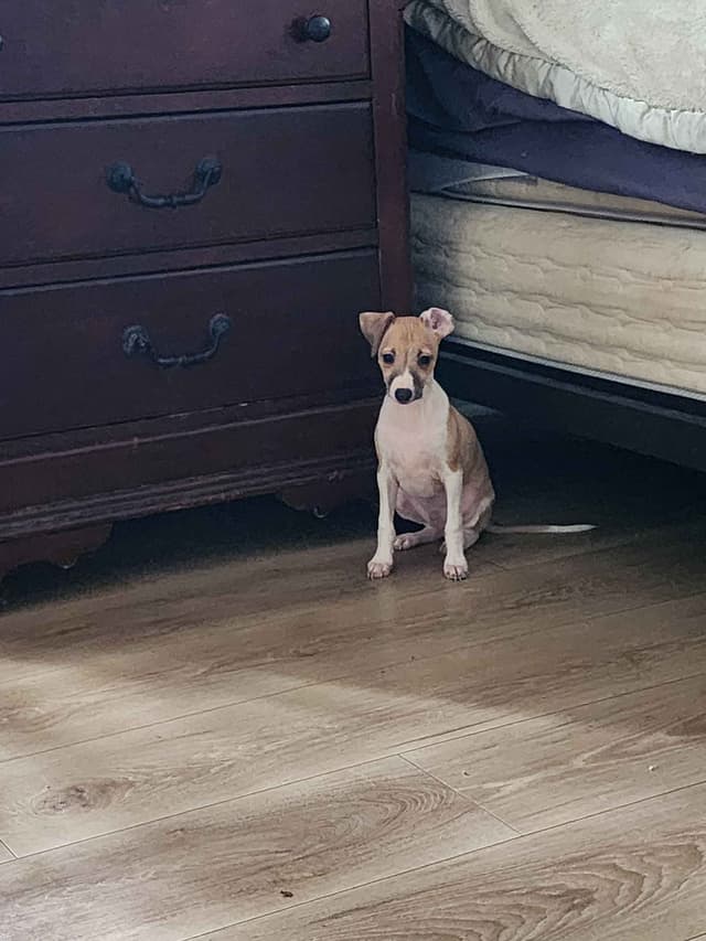 Italian Greyhound Puppies media 2