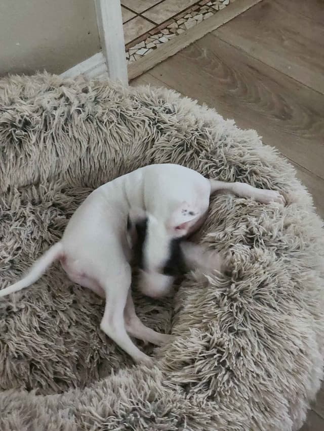 Italian Greyhound Puppies media 3