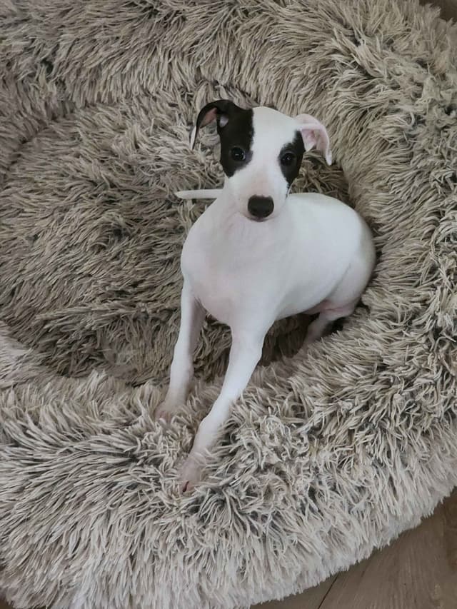 Italian Greyhound Puppies media 4