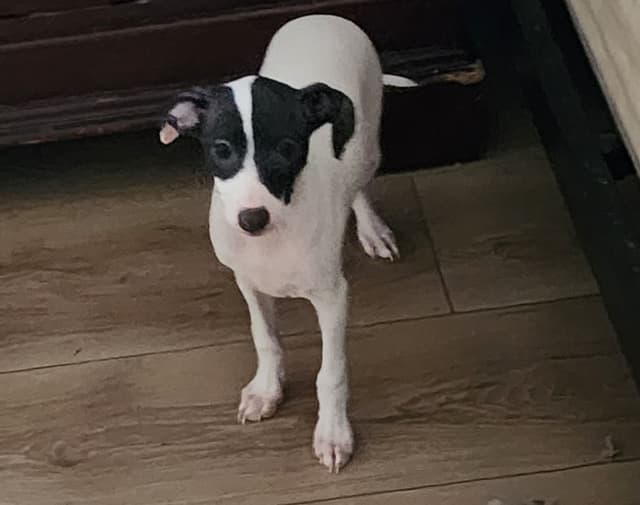 Italian Greyhound Puppies media 5