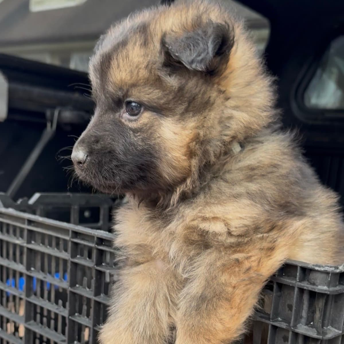 German Shepherd Dog Puppies breeder image 3