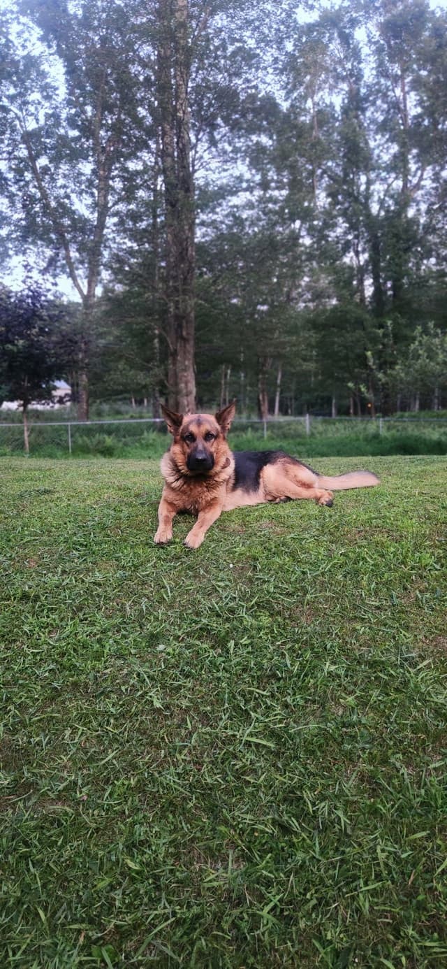 German Shepherd Dog Puppies media 2