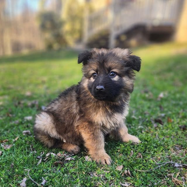 German Shepherd Dog Puppies media 3