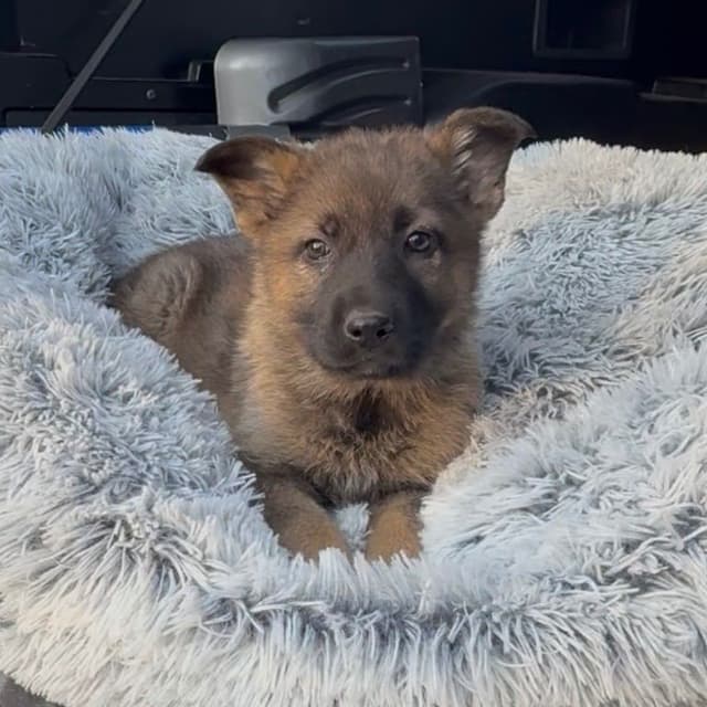 German Shepherd Dog Puppies media 4