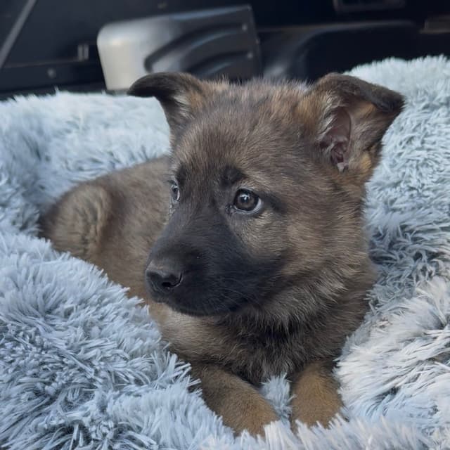 German Shepherd Dog Puppies media 5