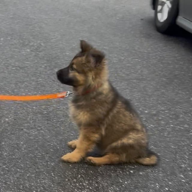 German Shepherd Dog Puppies media 7