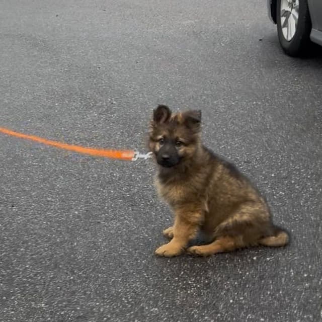 German Shepherd Dog Puppies media 8