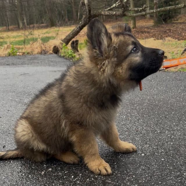 German Shepherd Dog Puppies media 10