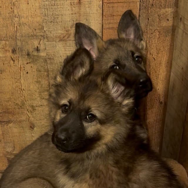 German Shepherd Dog Puppies media 11