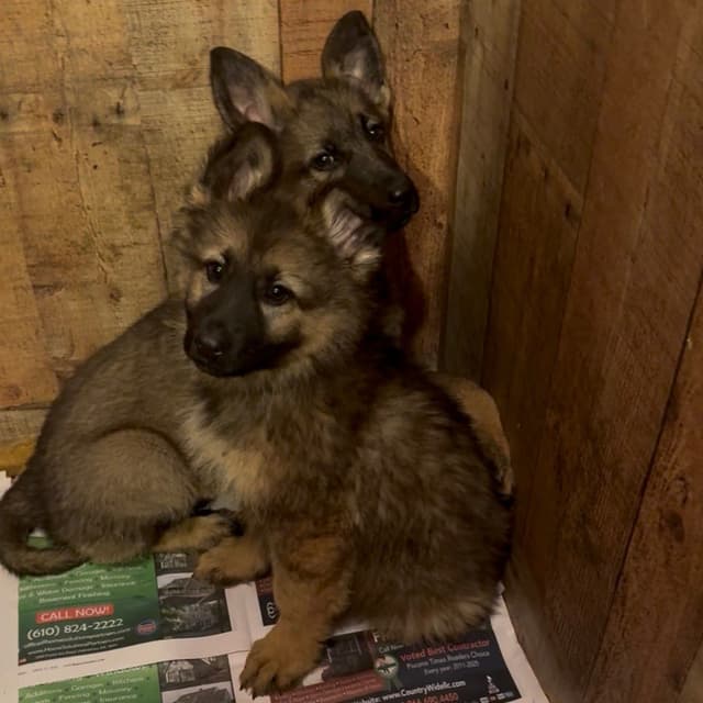 German Shepherd Dog Puppies media 13