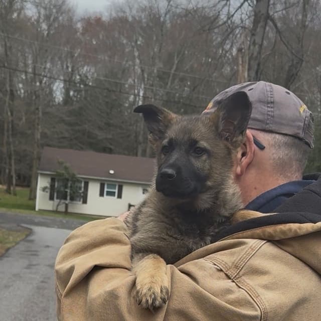 German Shepherd Dog Puppies media 15