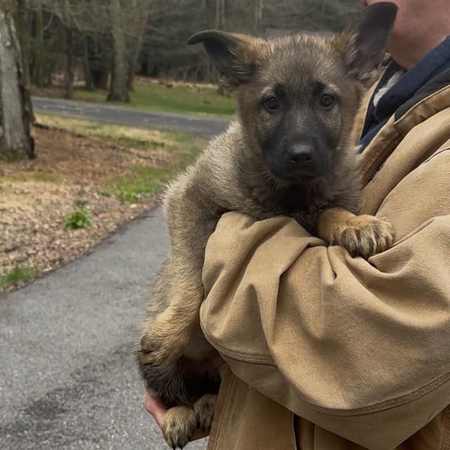 German Shepherd Dog Puppies media 16
