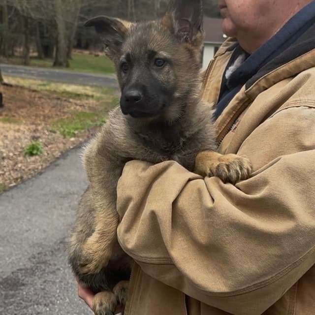German Shepherd Dog Puppies media 17