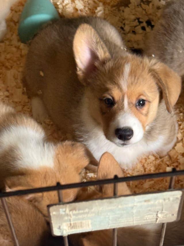 Pembroke Welsh Corgi Puppies media 2
