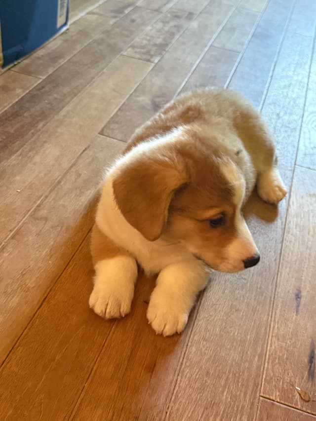 Pembroke Welsh Corgi Puppies media 3