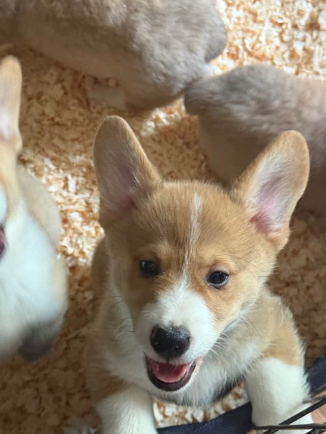 Pembroke Welsh Corgi Puppies media 4