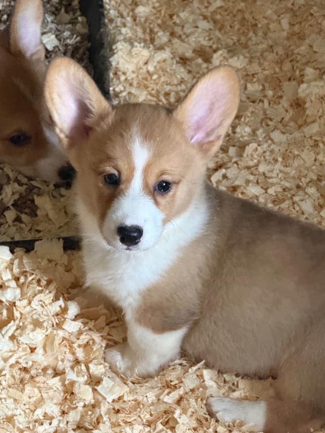 Pembroke Welsh Corgi Puppies media 5