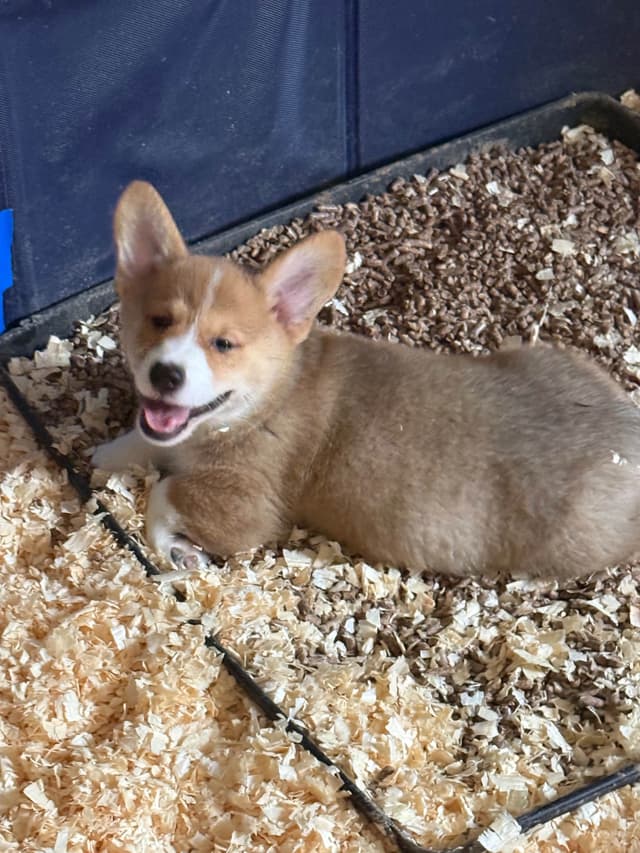 Pembroke Welsh Corgi Puppies media 6