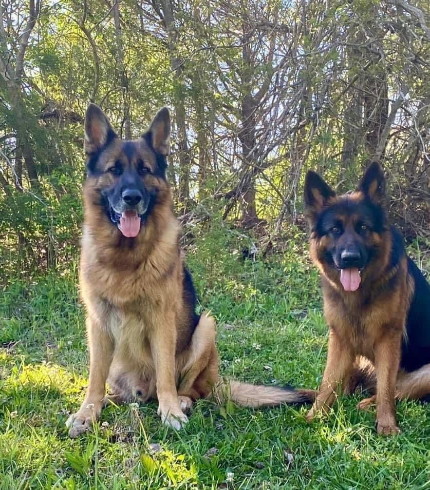 Long Coat German Shepherd breeder image 1