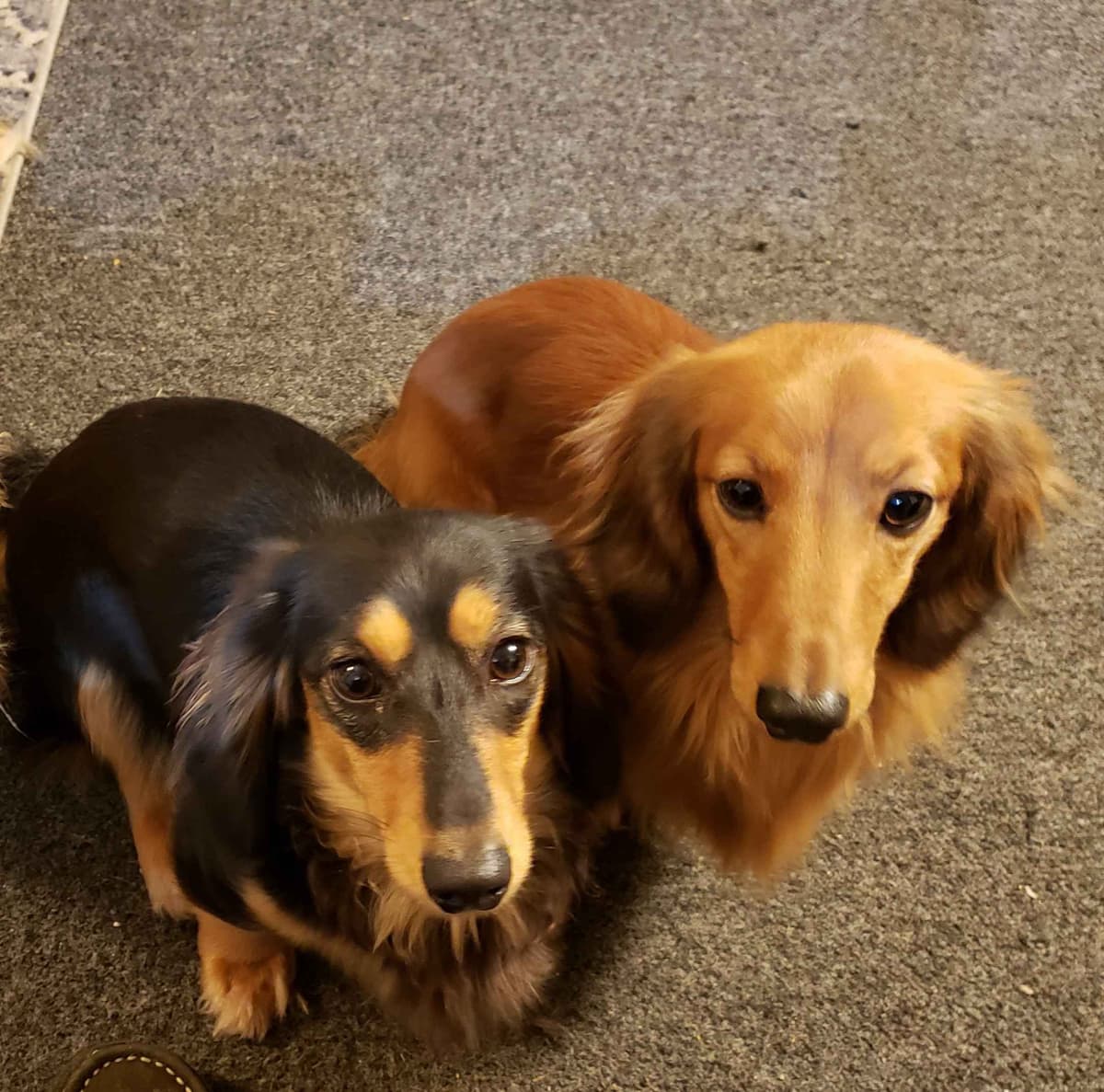 Mini Dachshund Puppies breeder image 1