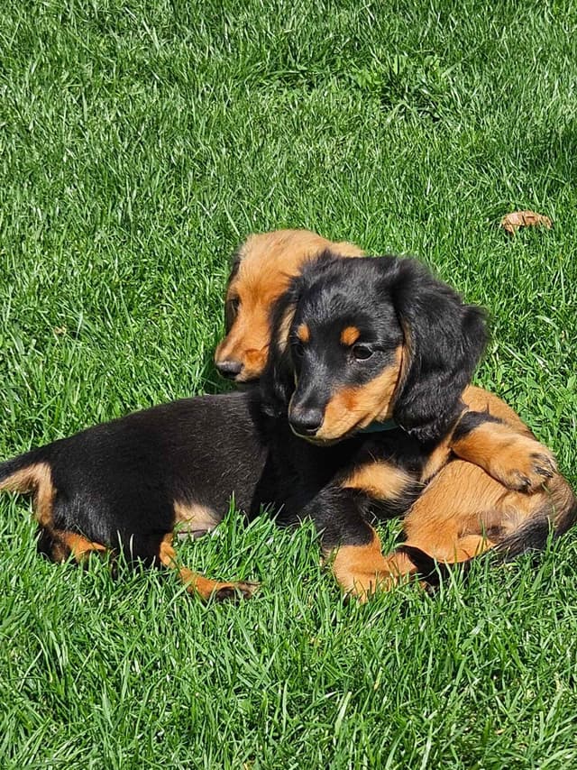 Mini Dachshund Puppies media 2