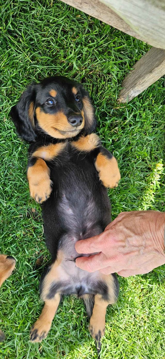 Mini Dachshund Puppies media 3