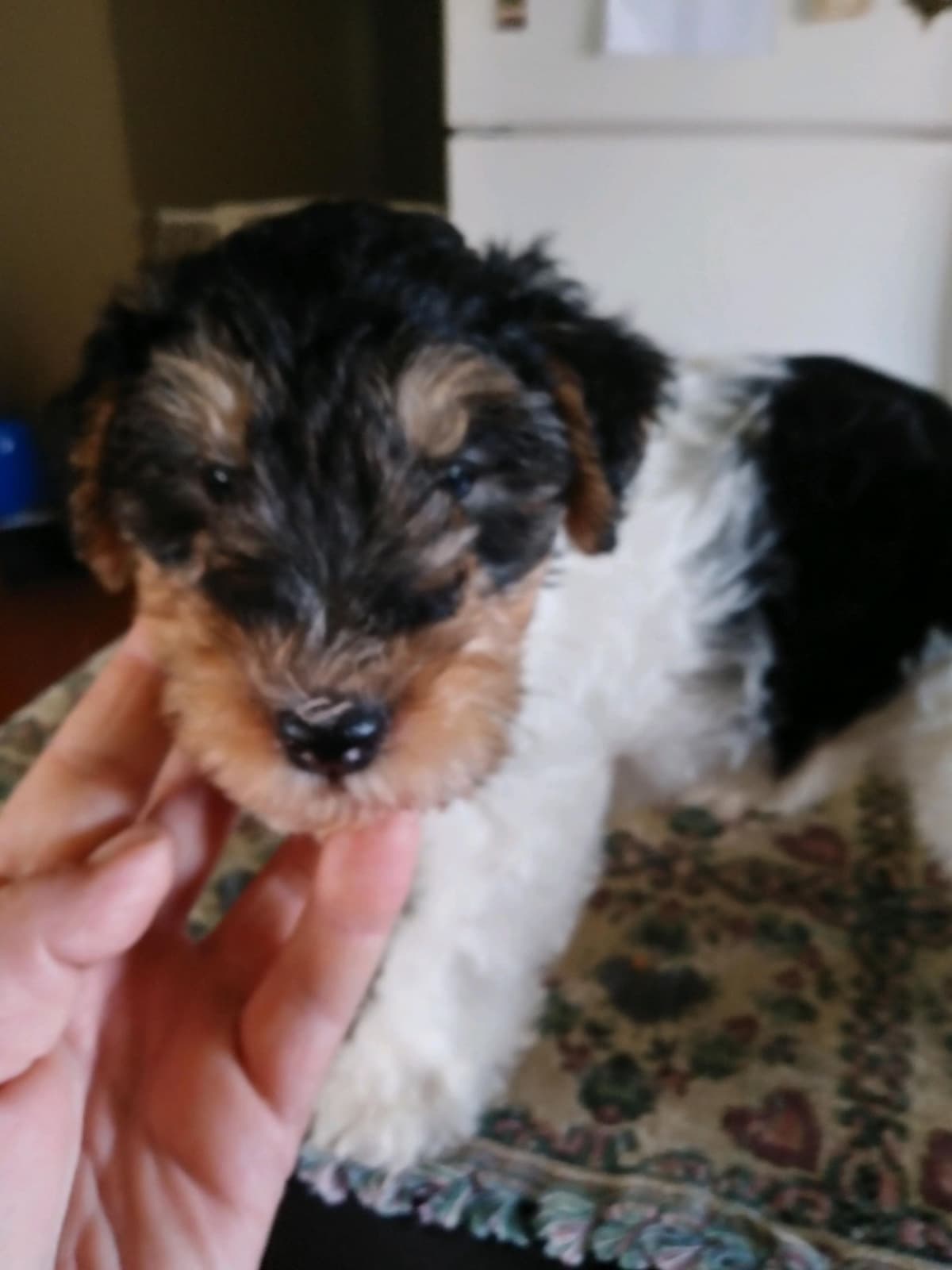 Wire Fox Terrier Puppies breeder image 4