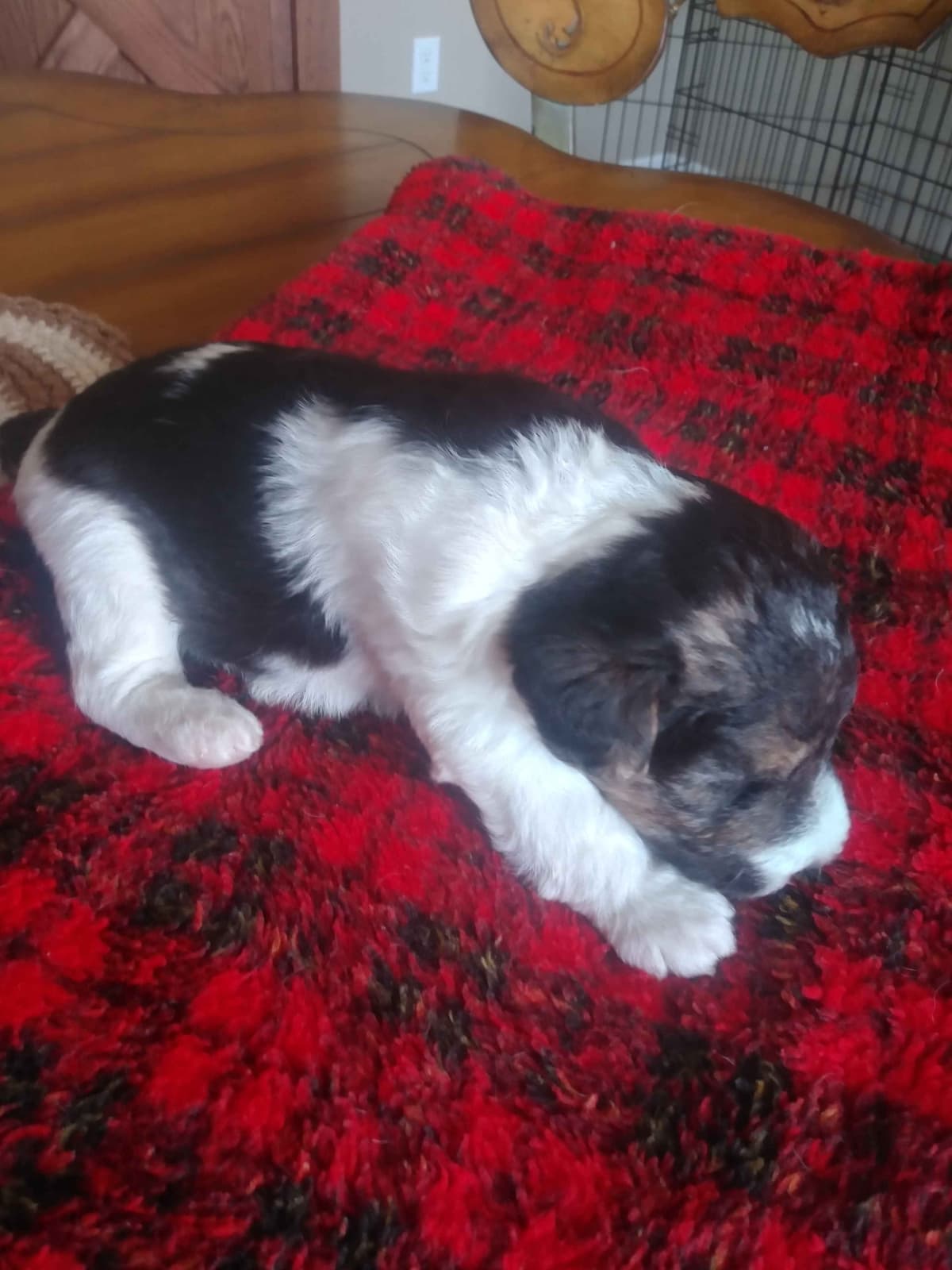Wire Fox Terrier Puppies breeder image 8