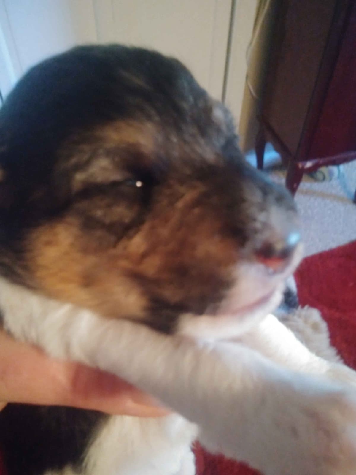 Wire Fox Terrier Puppies breeder image 5