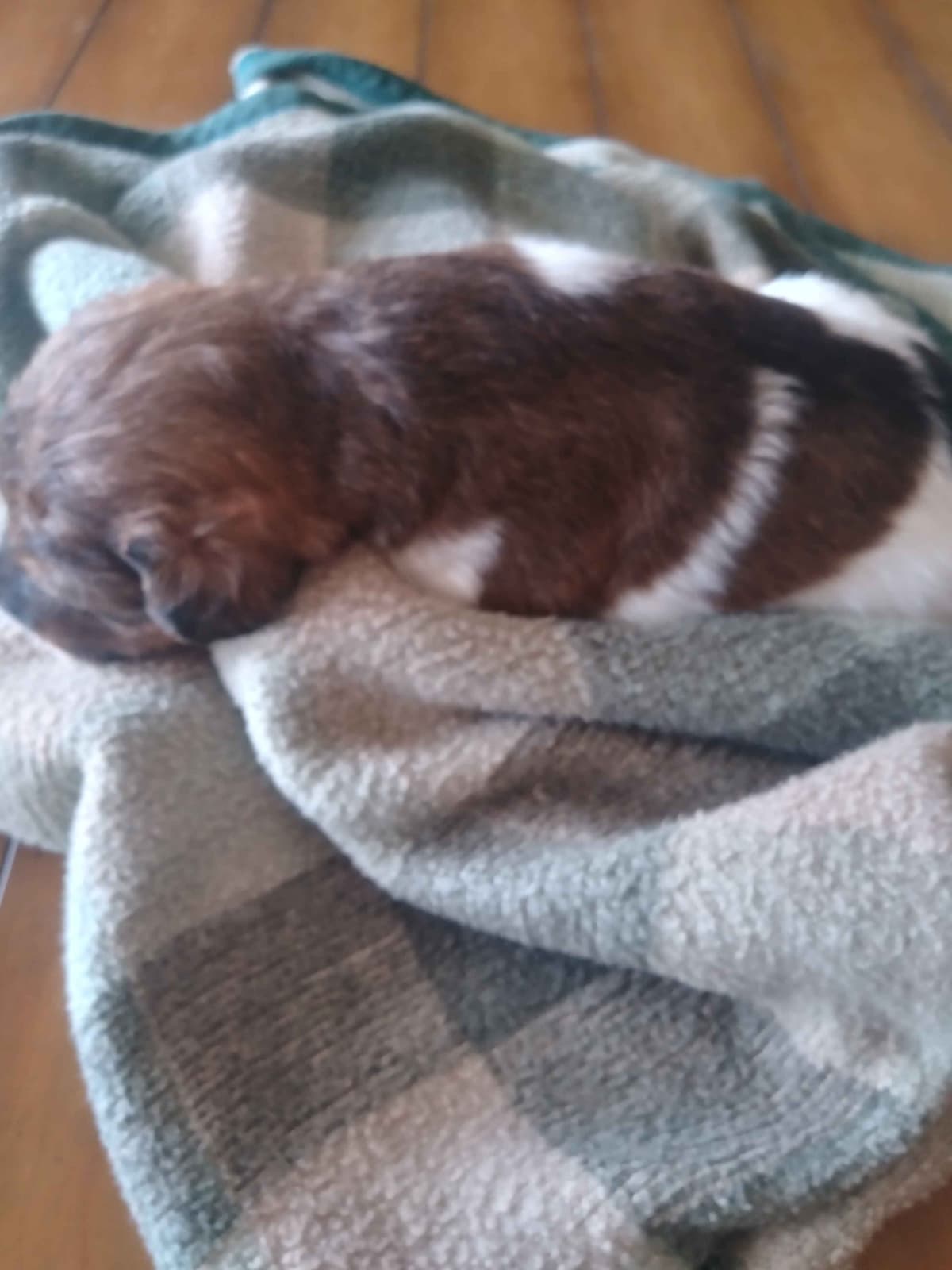 Wire Fox Terrier Puppies breeder image 7