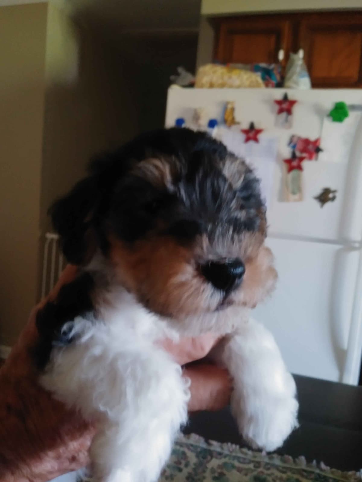 Wire Fox Terrier Puppies breeder image 1