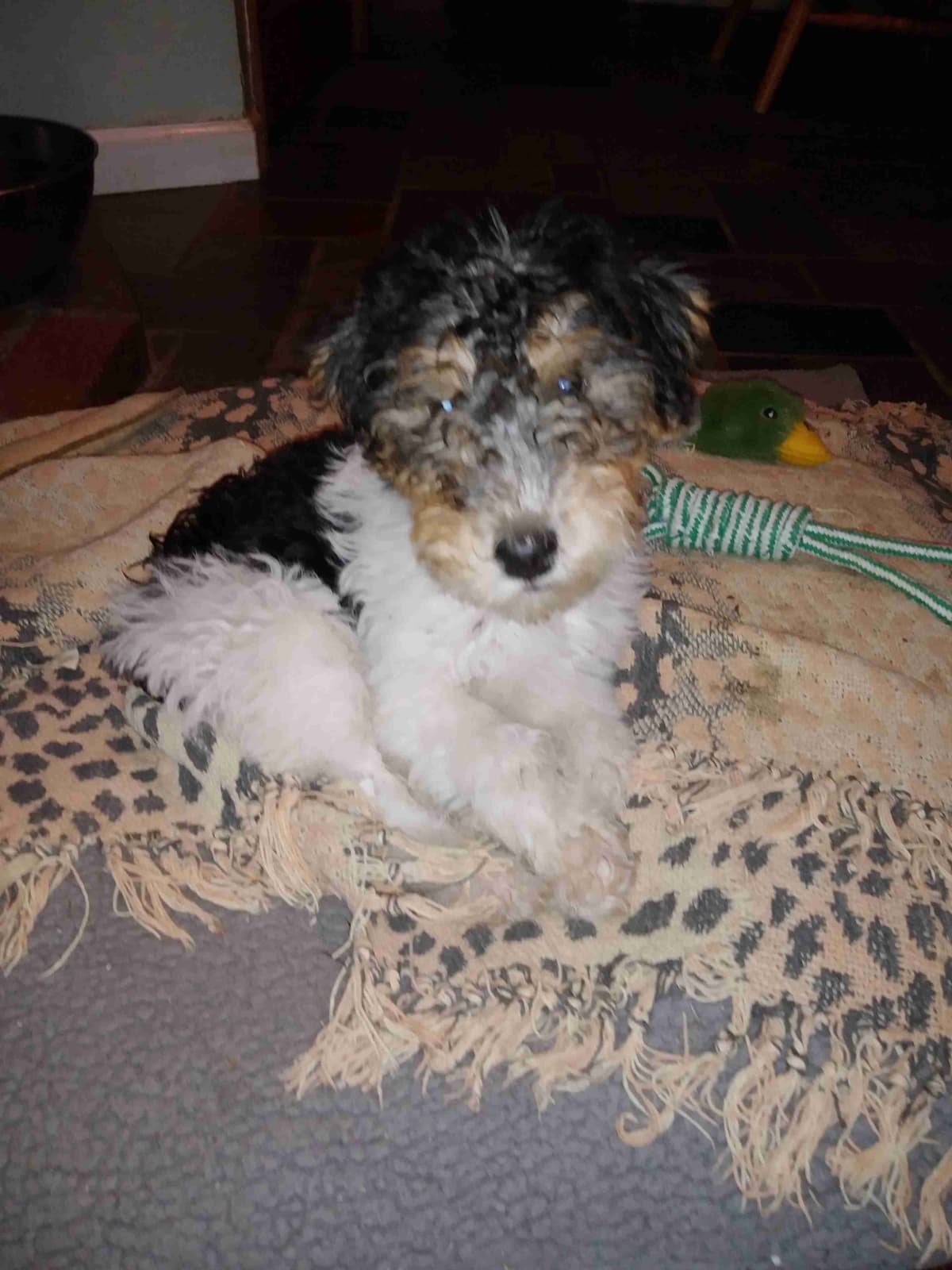Wire Fox Terrier Puppies breeder image 9