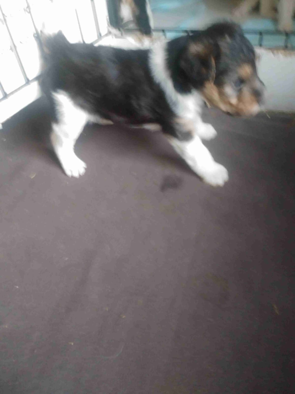 Wire Fox Terrier Puppies breeder image 11
