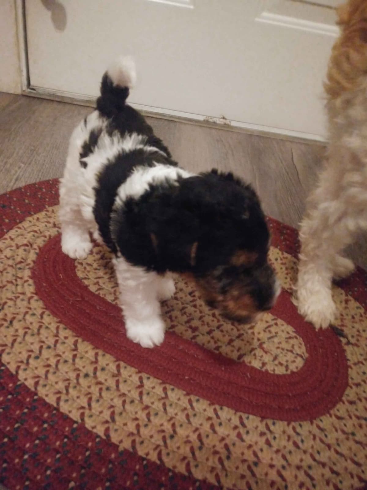 Wire Fox Terrier Puppies breeder image 12