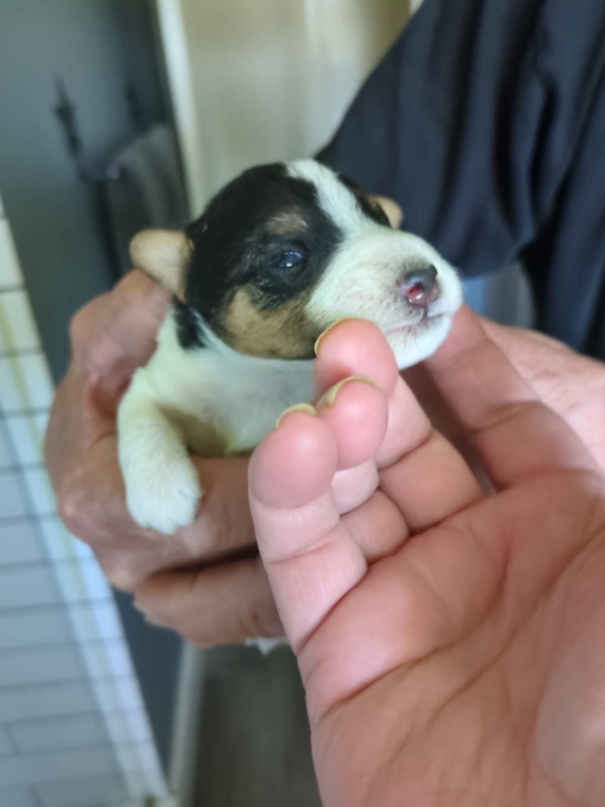 Wire Fox Terrier Puppies breeder image 14