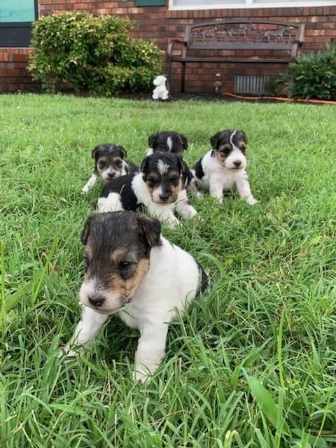 Wire Fox Terrier Puppies breeder image 3