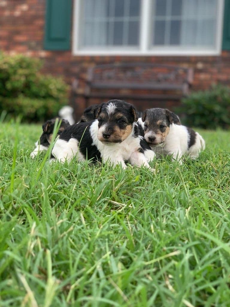 Wire Fox Terrier Puppies breeder image 16