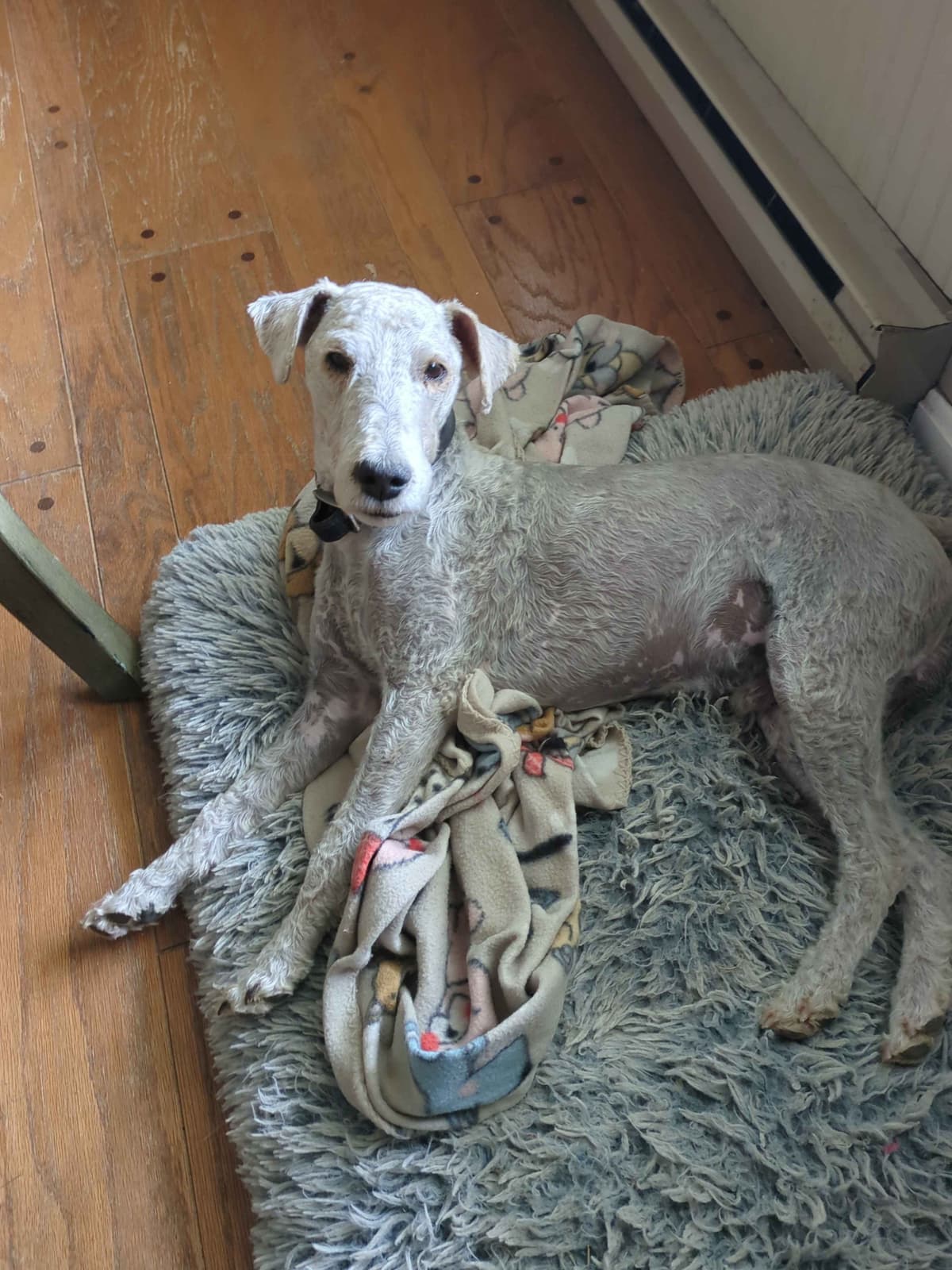 Wire Fox Terrier Puppies breeder image 17