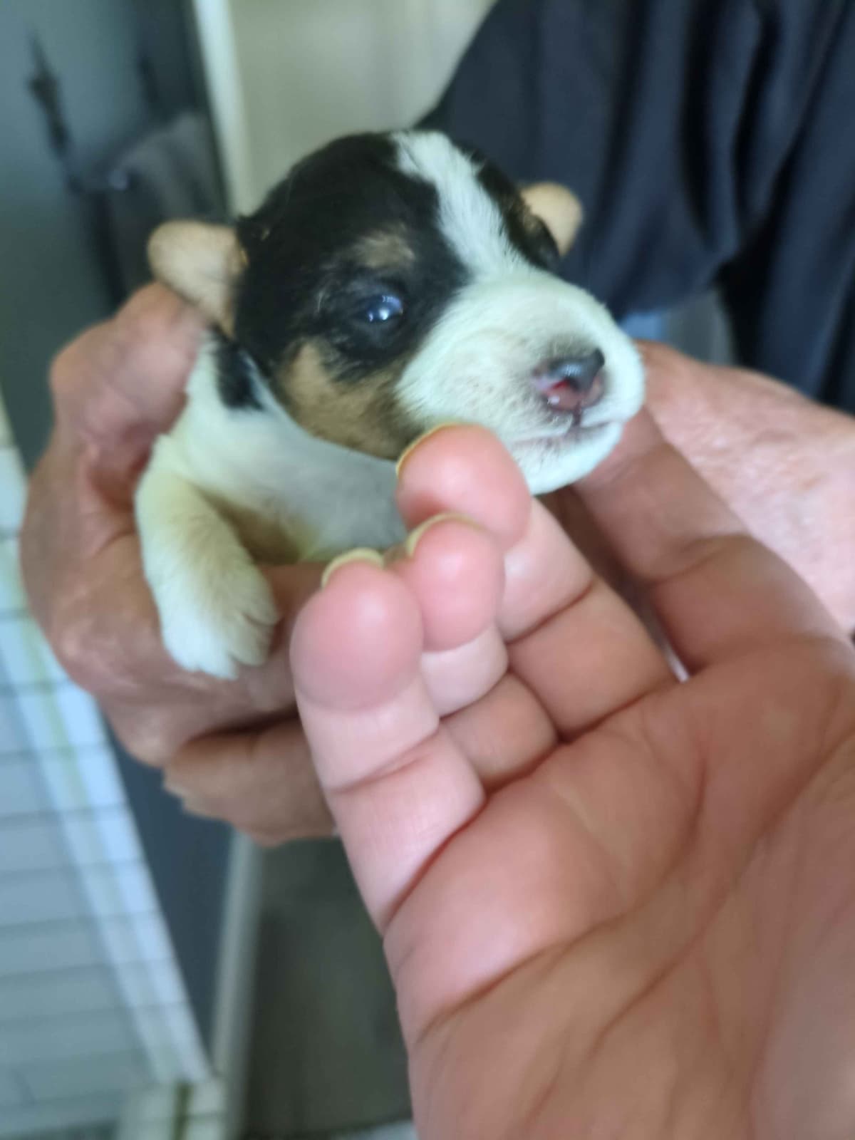 Wire Fox Terrier Puppies breeder image 18