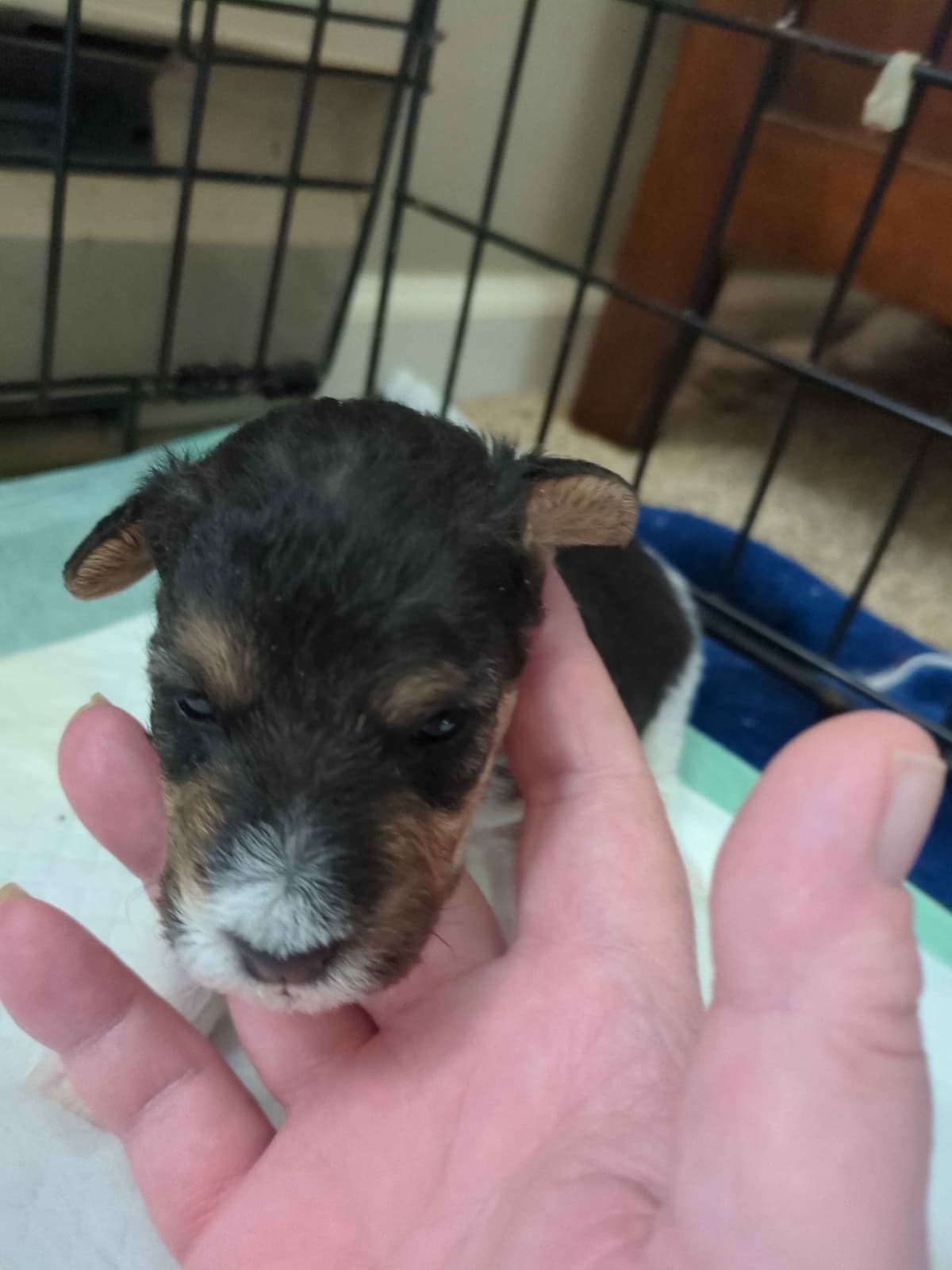 Wire Fox Terrier Puppies breeder image 19