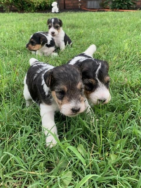 Wire Fox Terrier Puppies breeder image 20