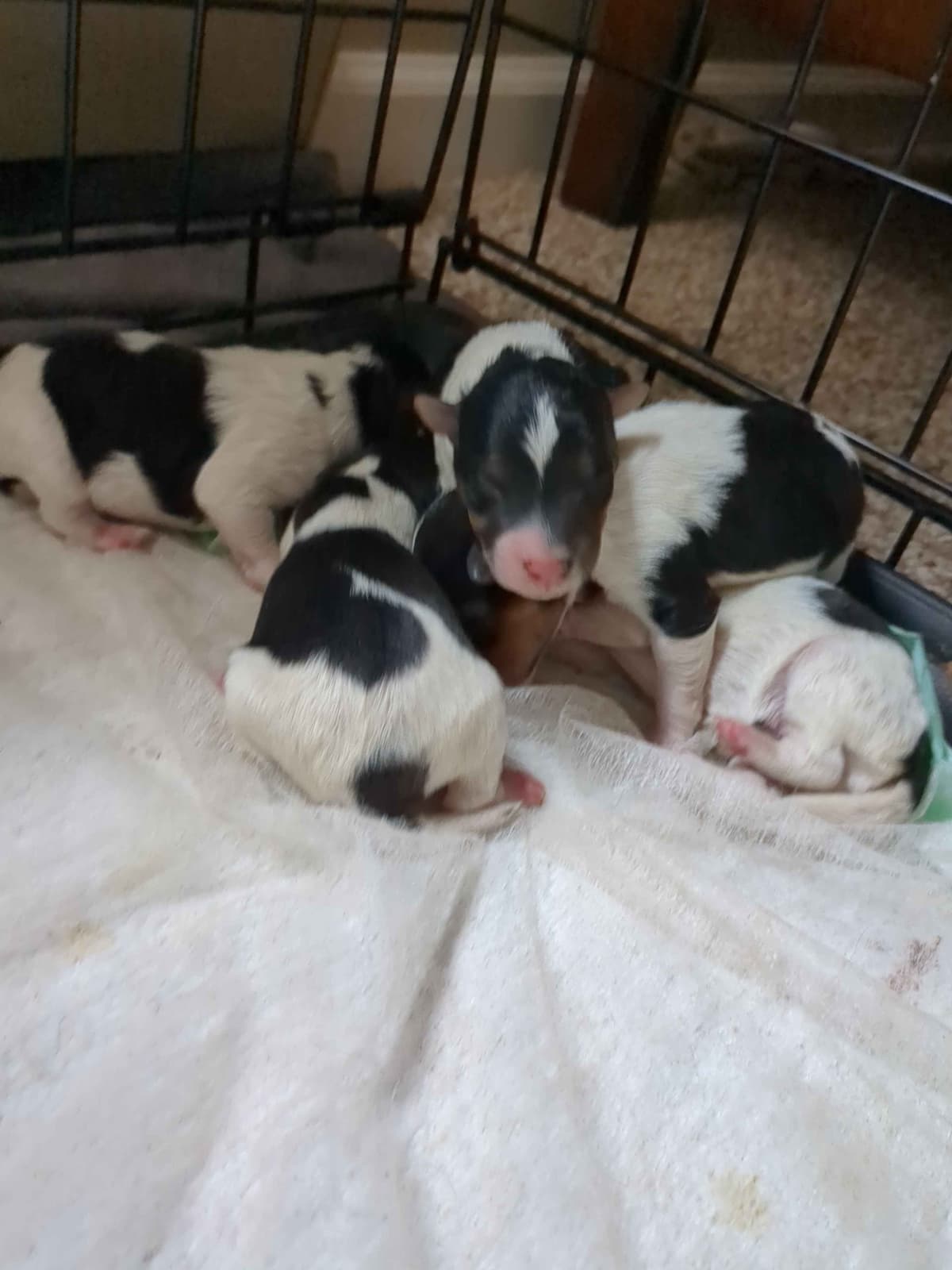 Wire Fox Terrier Puppies breeder image 22