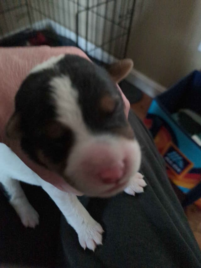 Wire Fox Terrier Puppies media 2
