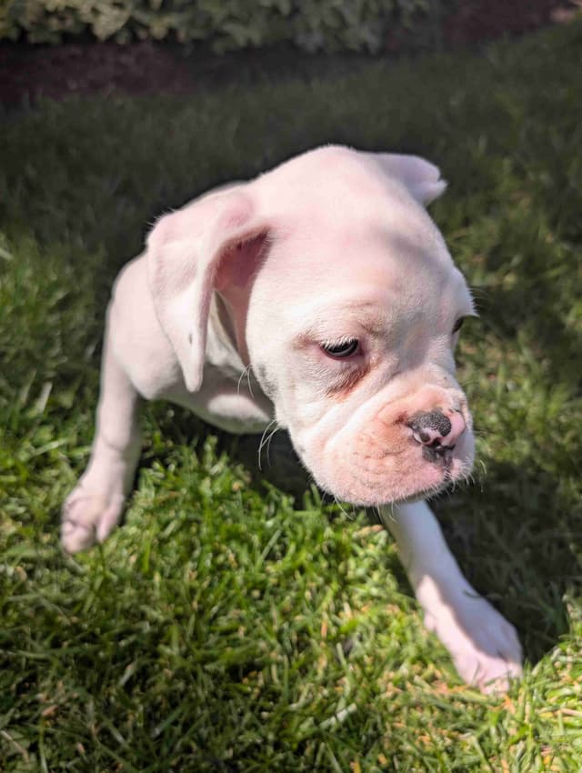 Boxer Puppies media 2