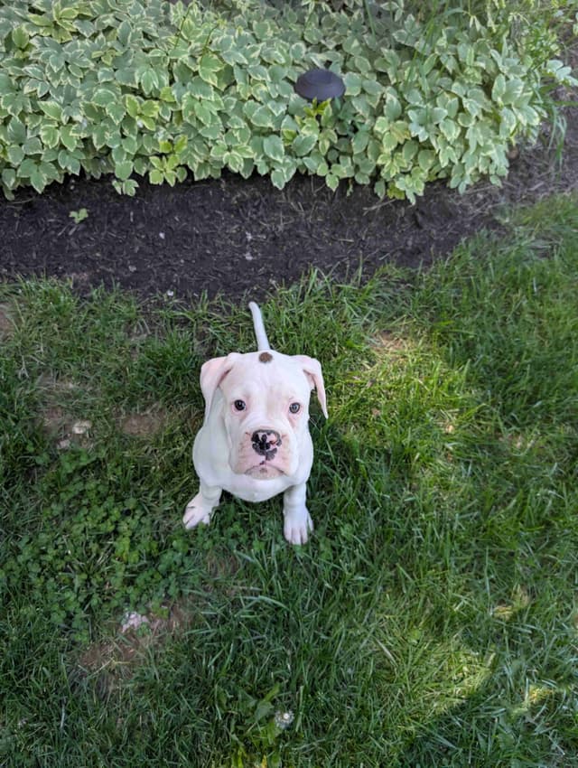 Boxer Puppies media 4