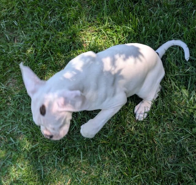 Boxer Puppies media 3
